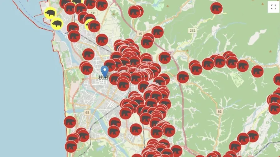 2025 日本熊害地圖紅爆！秋田 5996 宗目擊破紀錄，自衛隊上陣原因曝光，紅葉季變「熊口逃生」？的封面圖片