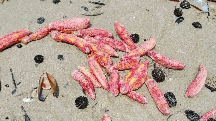 百米沙灘全變粉紅！泰國深海神秘生物集體上岸，暗藏致命風險的封面圖片