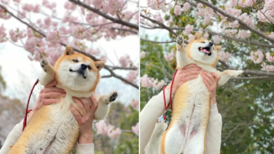 離開片刻忘關鏡頭！日本柴犬臨時獨挑大梁，打賞金額直接碾壓主人的封面圖片