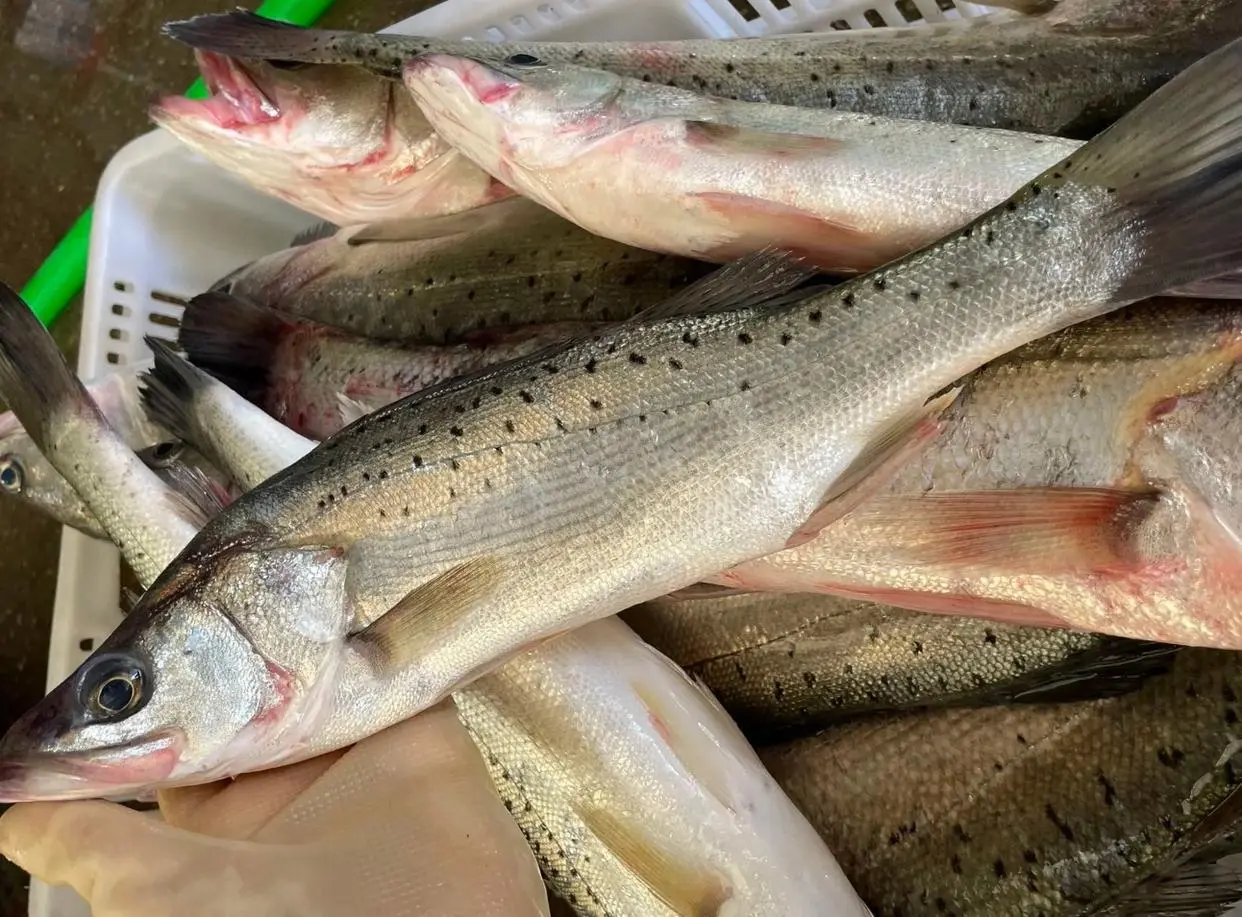 鱸魚向來是飯桌上的常客，憑著細嫩肉質與鮮甜滋味圈粉無數。（示意圖來源：網絡）