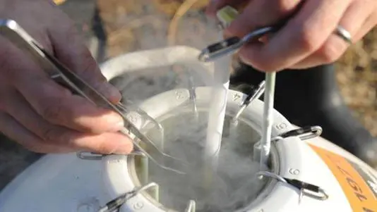 人工提取的遺傳信息分成小份後，每份能賣250-350盧比（是普通種牛的10倍），尤瓦傑每年能產45000份，蘇丹曾一年產54000份，光配種就能帶來千萬盧比收入。（來源：網絡）