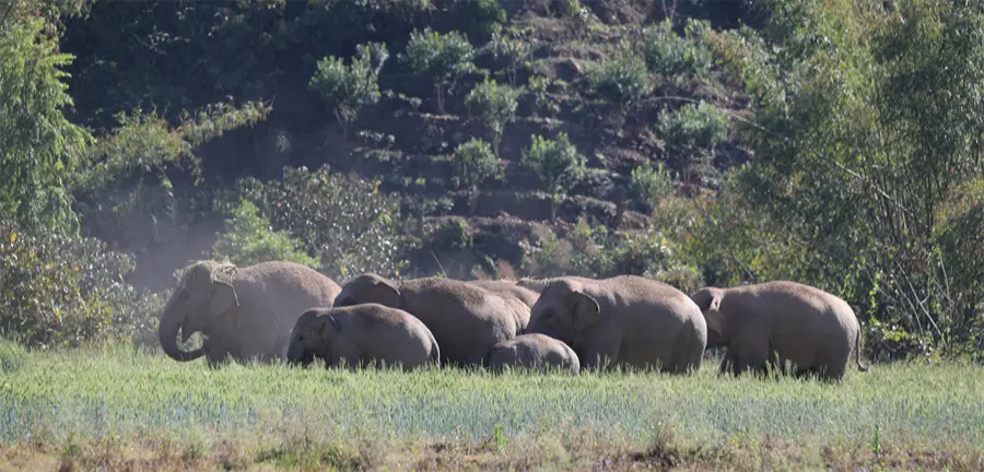 野生亞洲象。（來源：新華網）