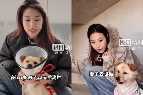 中國內地甘肅27歲寵物網紅秦思雨長年救助流浪貓狗，不幸感染罕見東方伊蒙菌，引發噬血細胞癥候群，經ICU搶救22日後離世，丈夫滿懷悲痛，感染源至今仍未確認。（來源：極目新聞）