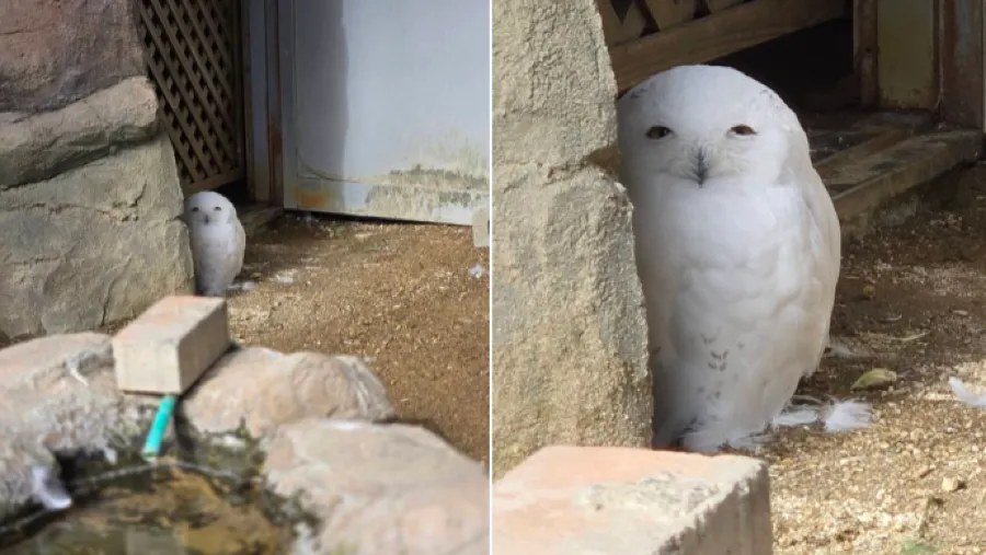 日本東武動物園雪鴞「迷之笑容」爆紅，為何讓百萬人又愛又怕？的封面圖片