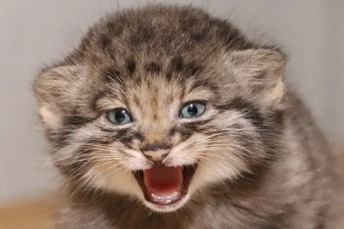 被譽為世界最古老貓科動物的兔猻，於神戶動物王國誕下5隻珍貴幼崽，寶寶們順利斷奶、體重穩定增長，預計7月21日首度公開亮相，是極難得的觀賞機會。（來源：kobe_doubutsu@X）