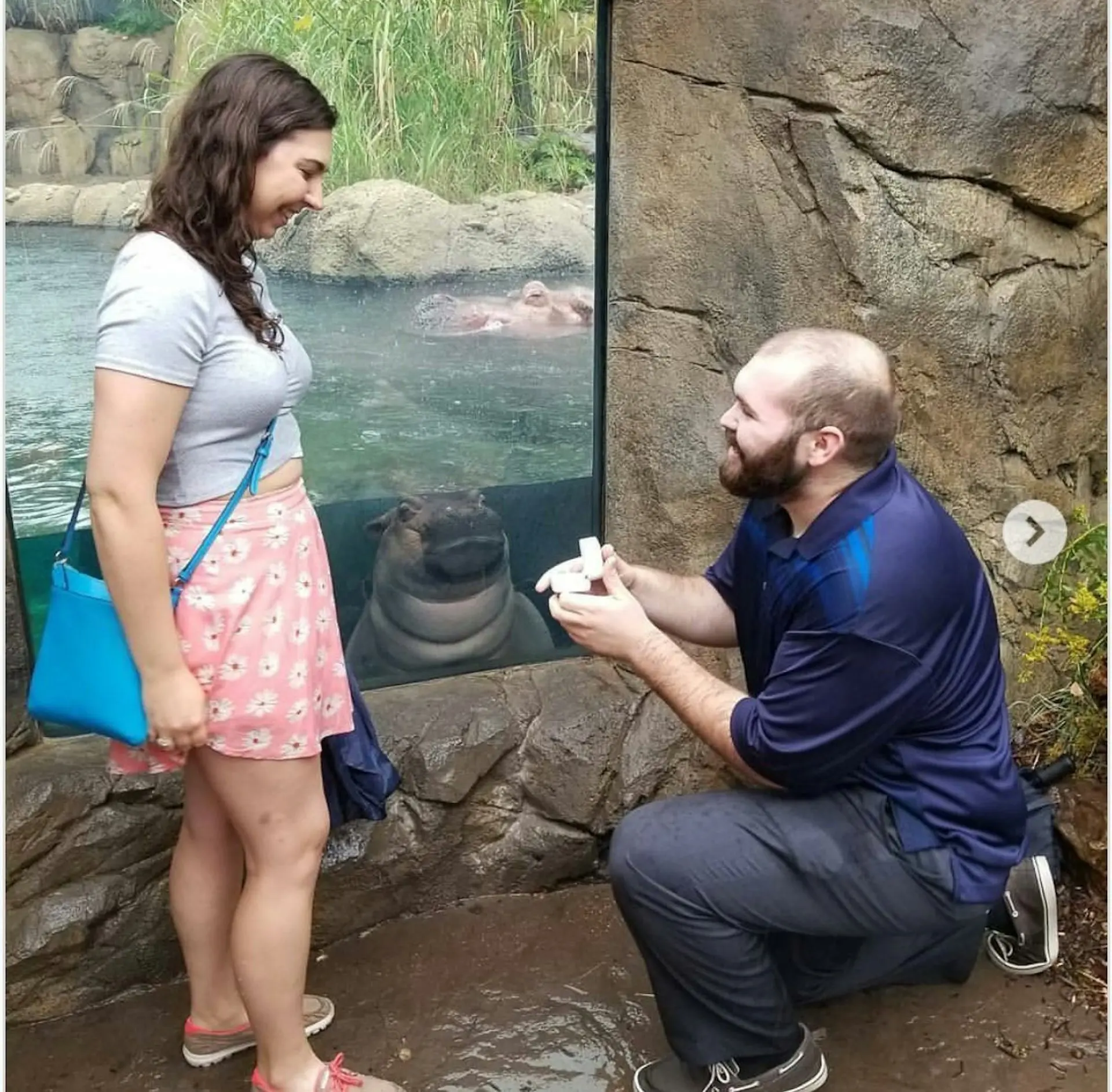 美國情侶於辛辛那堤動物園（Cincinnati Zoo）慶交往週年時男方突求婚，人氣河馬費歐娜（Fiona）剛好遊至窗前入鏡搶鏡，呆萌模樣引網友瘋傳，意外成為這場浪漫求婚的獨特見證者。（來源：hypervoila@X）