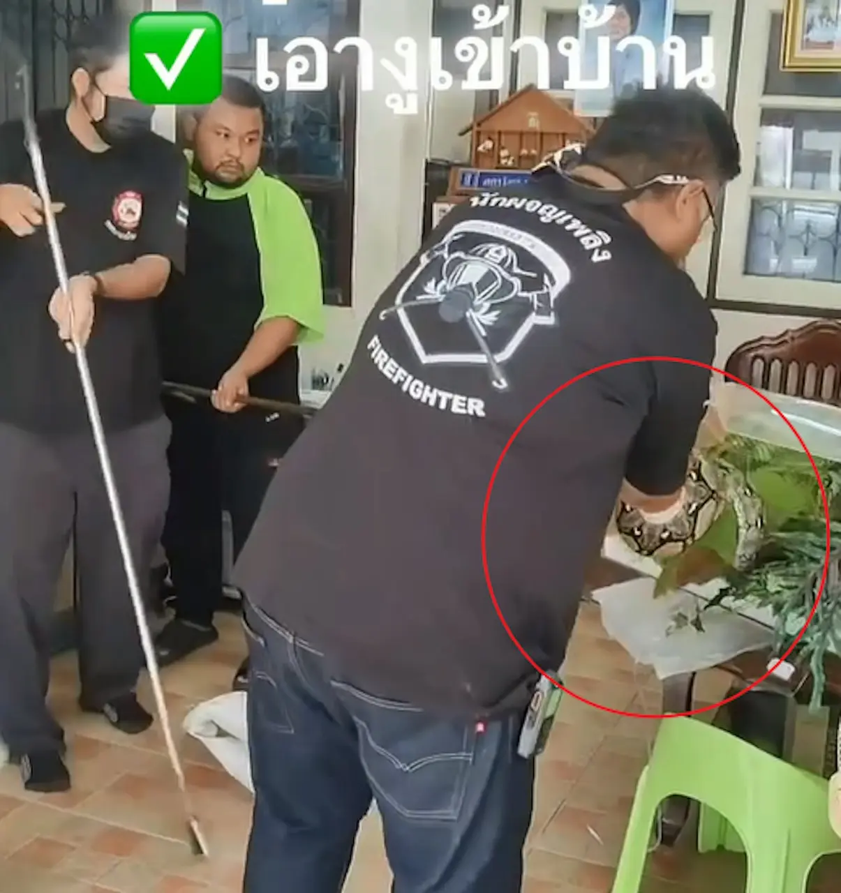 泰國男子拉查塔（Ratchata）酒後做出驚人之舉，將路邊野生巨蟒抱回家，隔天酒醒徹底斷片，面對上門處理蛇隻的救援人員一頭霧水，看了朋友拍攝的畫面才知自己鬧出大笑話。（來源：tracha_a@IG）