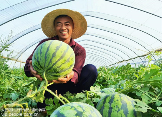 江蘇省宿遷市沭陽縣錢集鎮槽坊村西瓜種植戶陳叢勝在大棚裡高興地採摘西瓜。(人民網圖片)