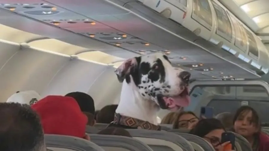 神奇畫面!大丹犬與人同坐飛機客艙的封面圖片