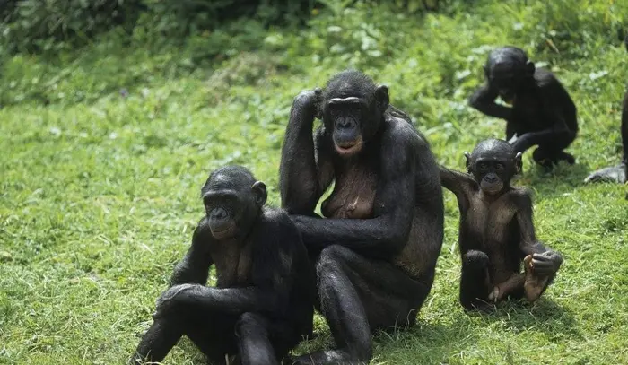 非洲塞內加爾馮戈利（Fongoli）母黑猩猩會用牙齒削尖木棍製成長矛，雨季偷襲樹洞熟睡的嬰猴（bush babies）。這一系統性工具狩獵行為，為人類演化提供線索，如今卻因淘金熱面臨生存危機。（示意圖來源：images）