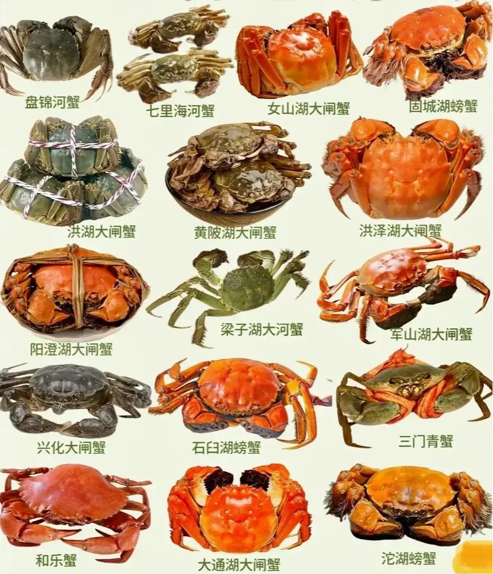 中國各地的螃蟹的標志性代表。（示意圖來源：小紅書網友）
