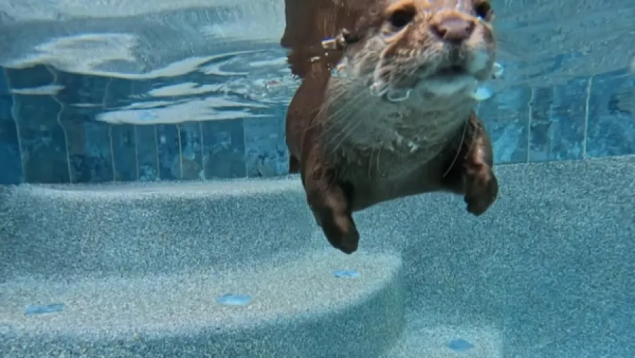 誰說搜救只能靠小狗？美國第一隻搜救水獺竟撈出25年前謀殺兇器！的封面圖片