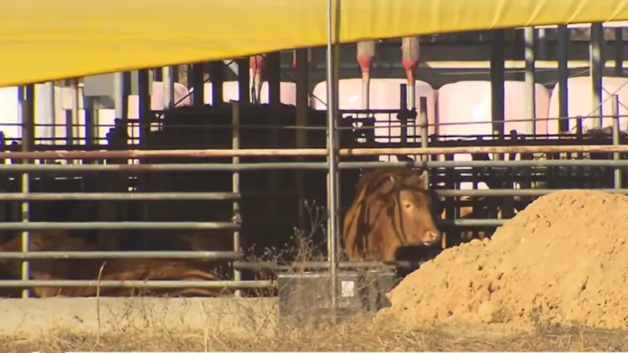 韓國口蹄疫捲土重來，246頭牛緊急撲殺，肉價恐暴漲失控！的封面圖片