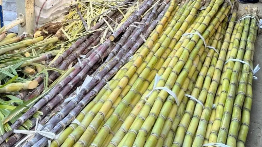 廣東人煲湯必揀！黃黑皮甘蔗差異為何這麼驚人？的封面圖片