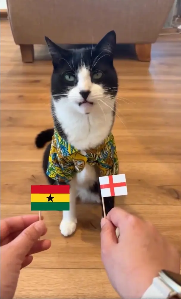 英國一歲短毛貓Billy憑精準預測爆紅，連續猜中本屆世界盃19場非和局賽事勝出隊伍。這隻領養的「心心鼻」小貓意外走紅，近期更是零食不斷，成為賽場外最大亮點。（來源：withAlvin__@X）