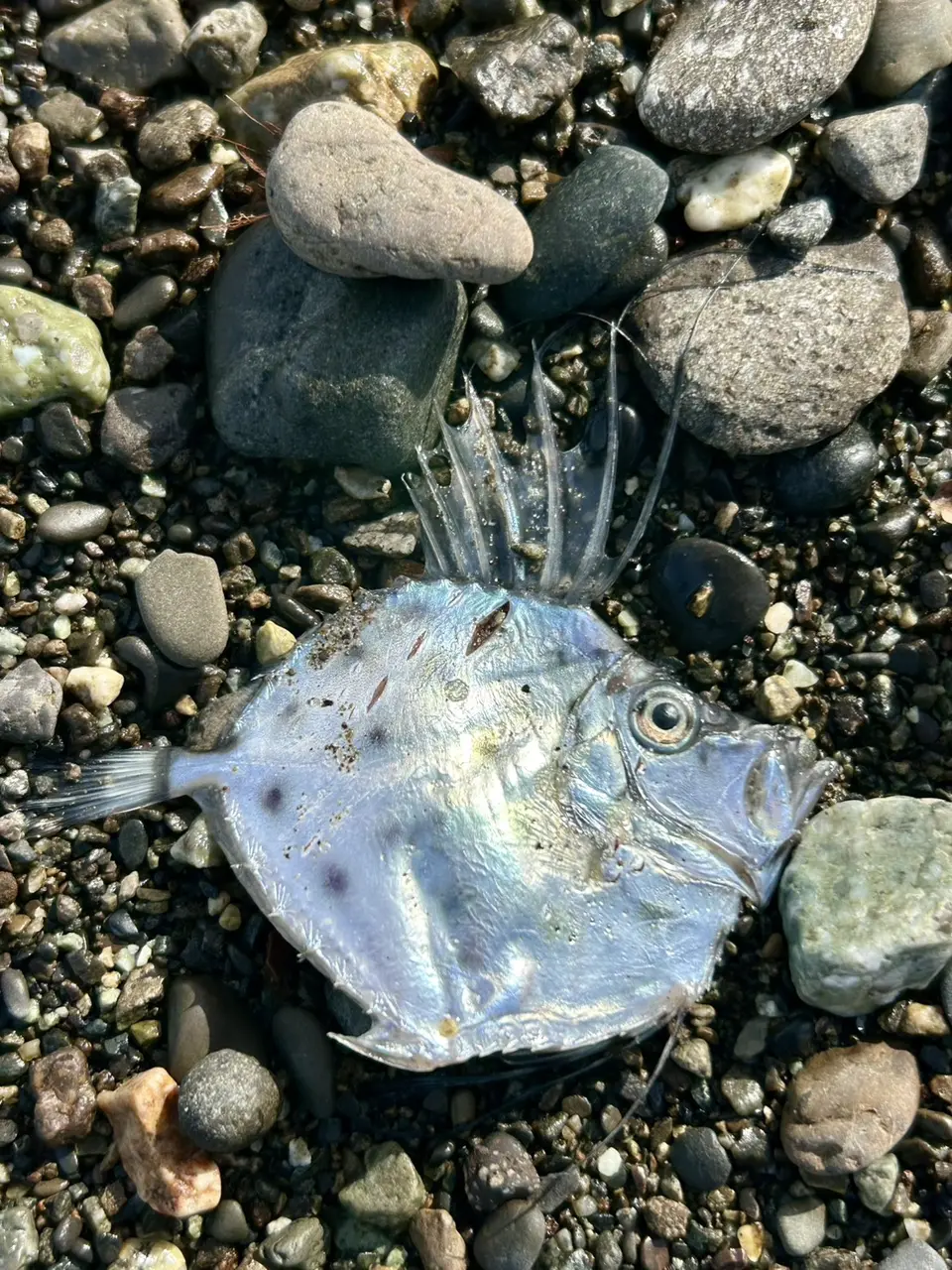 日本海岸意外發現長牙利齒與尖刺背鰭兩種奇魚，網友聯想為地震前兆引發熱議，專家鑑定為長吻帆蜥魚、雨印鯛，澄清物種出沒和地殼震動毫無關連。（來源：natsukiaqa@X）