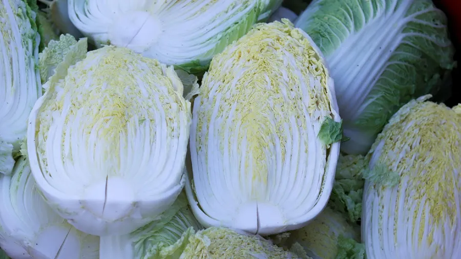 天天吹風淋雨，為何白菜、圓白菜菜心依舊乾淨？的封面圖片