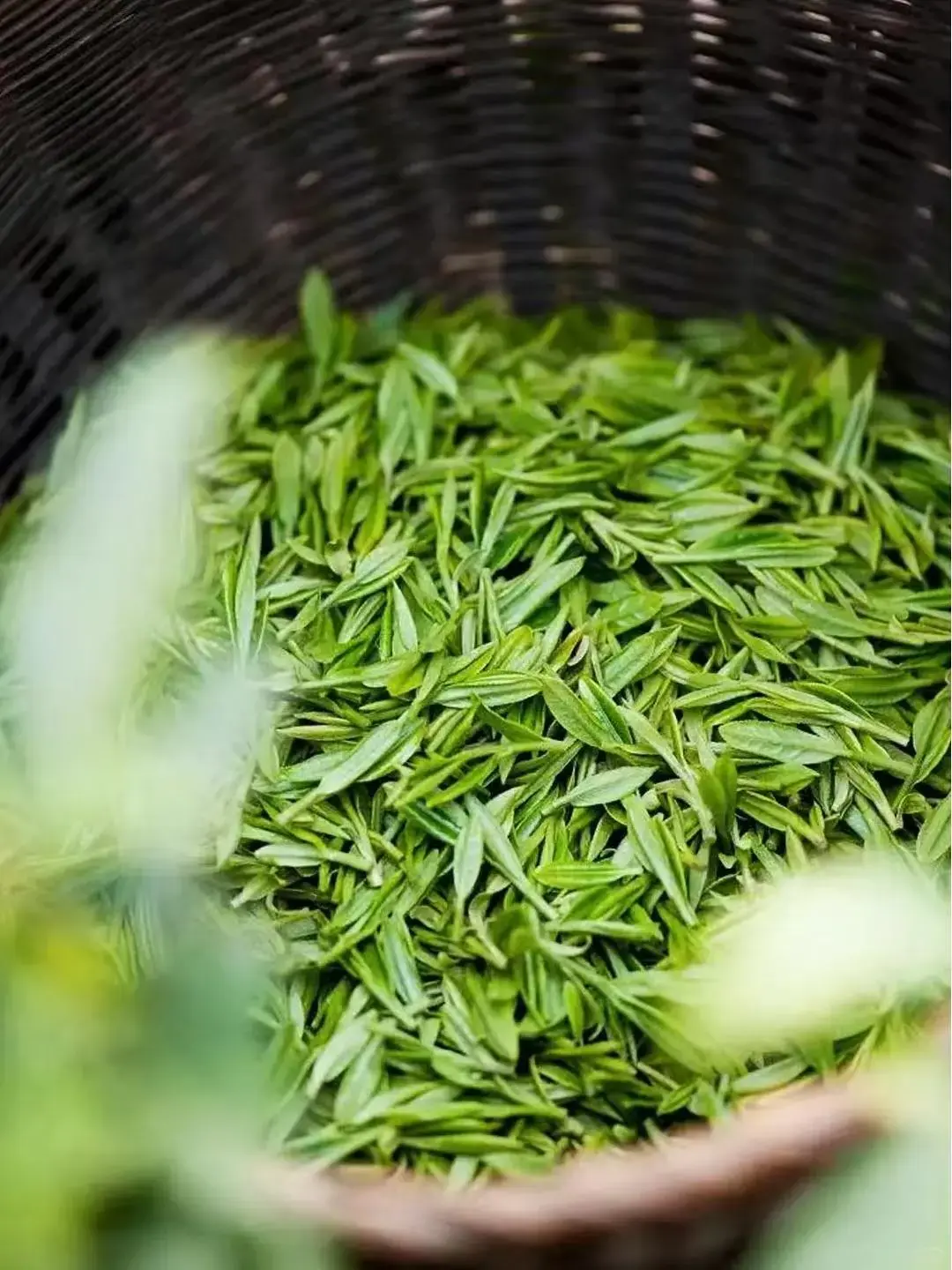 中國明前茶向有「貴如油」之說，其珍貴源於產量稀少、營養豐富與口感絕佳。經冬休養的茶樹嫩芽儲滿養分，人工精選後成品稀缺，鮮爽甘甜的口感，是中國茶文化中精緻生活的體現。（示意圖來源：小紅書網友）
