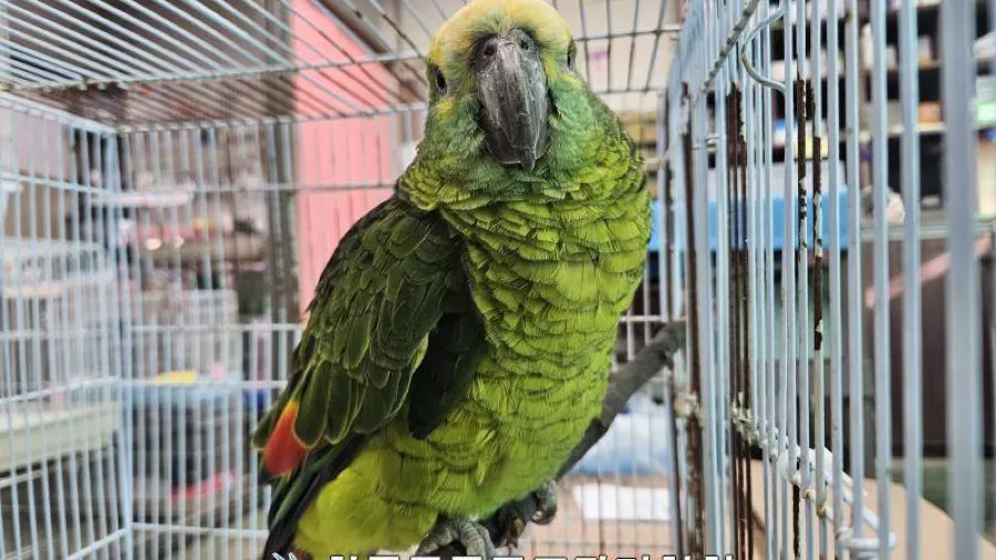 韓國首爾咖啡店遭「飛天小賊」偷喝？這隻「膽大包天」的嫌犯竟是瀕危物種！的封面圖片