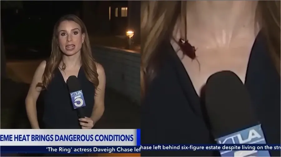 直播突遇飛天巨蟑沿胸口亂爬！美國女記者硬撐完成連線畫面超衝擊的封面圖片