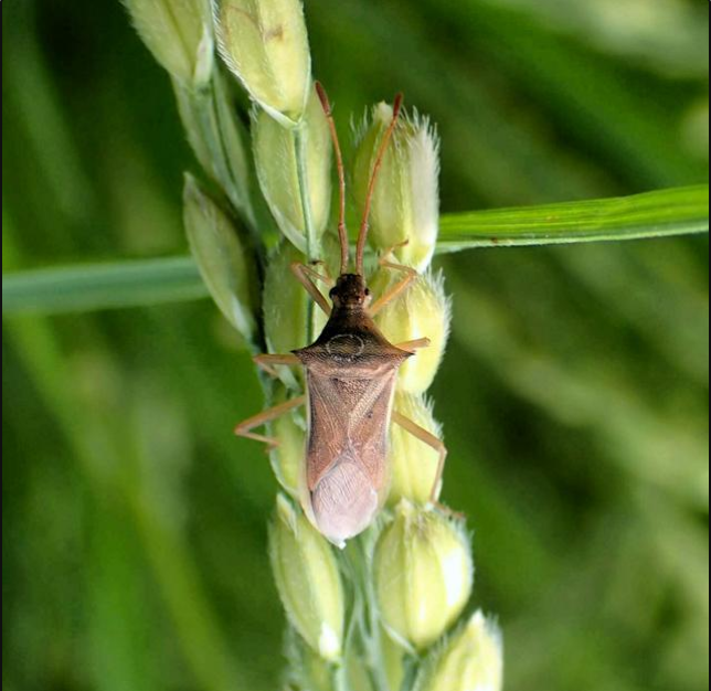 細長椿象，拍攝於 2024 年 8 月 1 日下午 1 時 57 分。（來源：栃木縣農業綜合研究中心／提供 朝日新聞）