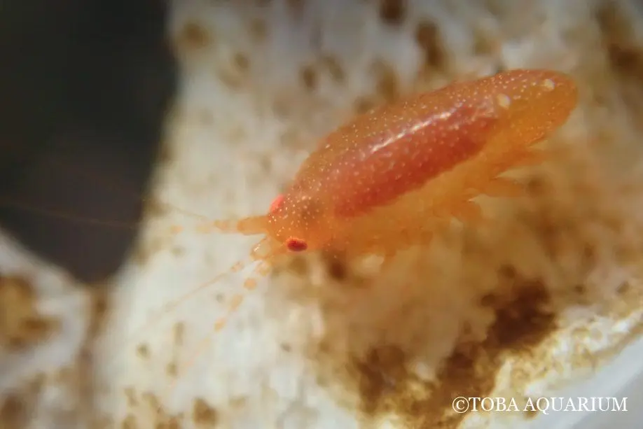 這隻新品種蝦類有個饒舌的名字 ——「チンボクウデナガヨコエビ」，命名靈感來自牠賴以生存的沈木，搭配修長的觸角。（來源：鳥羽水族館）