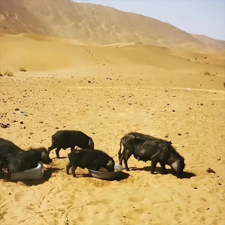 在中國内蒙古庫布齊沙漠的大太陽下，有一群特殊的「打工人」正忙得不亦樂乎。（來源：網絡）