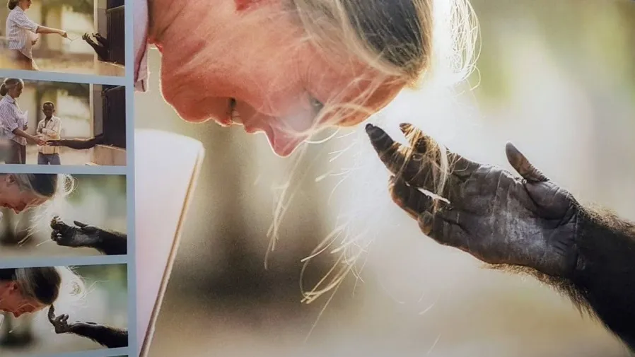 英國靈長類動物學家珍古德逝世，享壽 91 歲，一生奉獻黑猩猩研究與環保事業的封面圖片