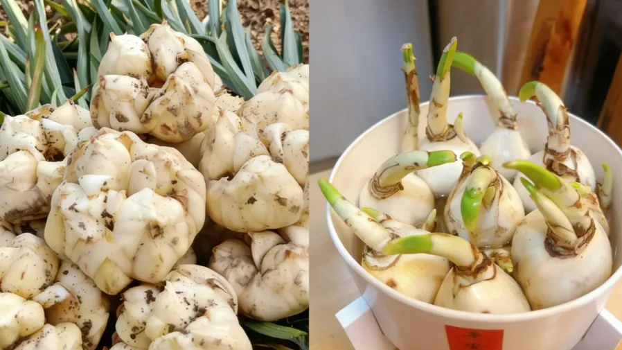 外表幾乎一樣！一種清甜養生，一種誤食即中毒，千萬別搞混！的封面圖片