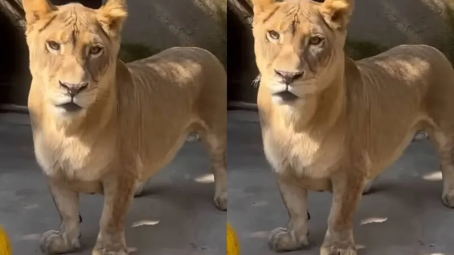 被同類排擠也不怕，中國徐州這頭「獅中柯基」靠反差萌征服網友！的封面圖片