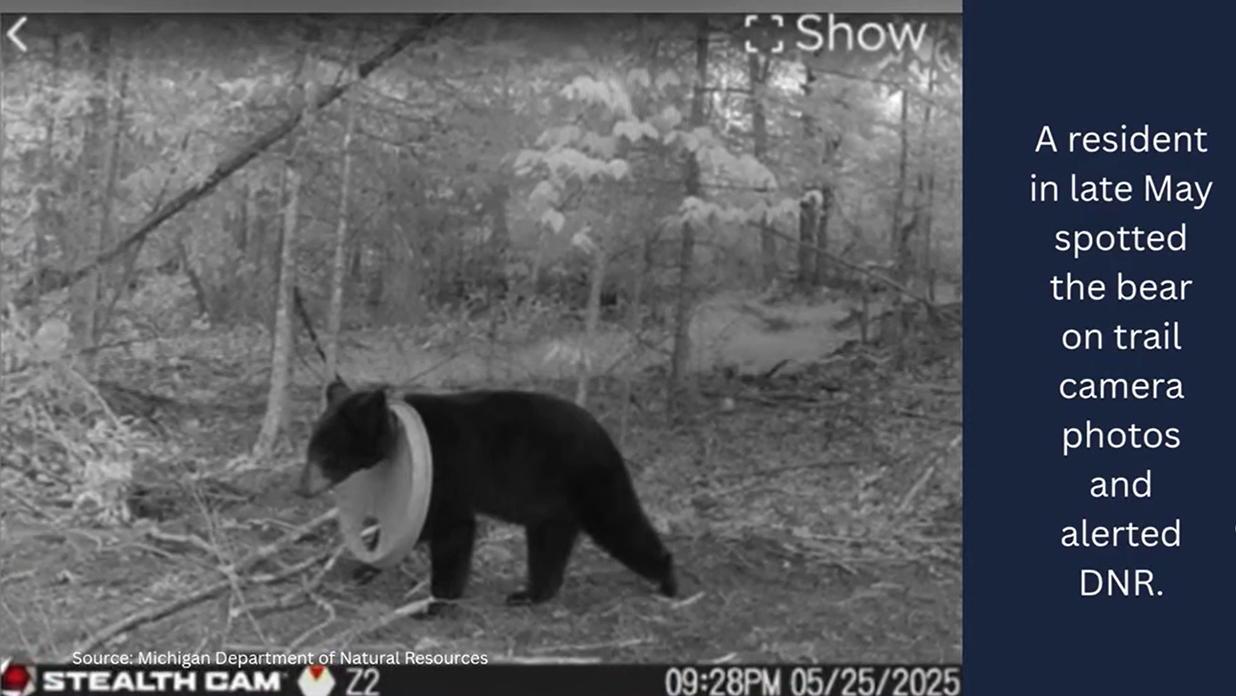 野生動物生物學家移除了一個纏繞在一頭年輕黑熊脖子上長達兩年的塑膠蓋。（來源：密歇根州自然資源部，DCC）