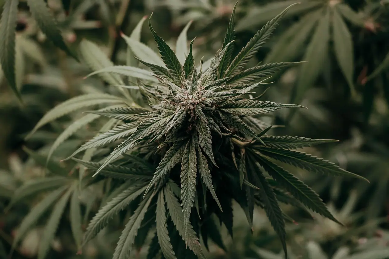 大麻作為精神活性物質，具有很強的成癮性，是公認的「入門毒品」，長期吸食會損傷大腦功能，導致記憶力衰退、注意力渙散，還會顯著增加精神分裂癥、抑鬱癥的風險。（示意圖來源：pixabay）