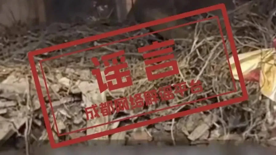 【成都頂樓孤墳謠言】網傳業主天台驚見「7歲男童墳墓」！警方通報闢謠：係雜物花壇 骨頭屬禽畜及魚類的封面圖片