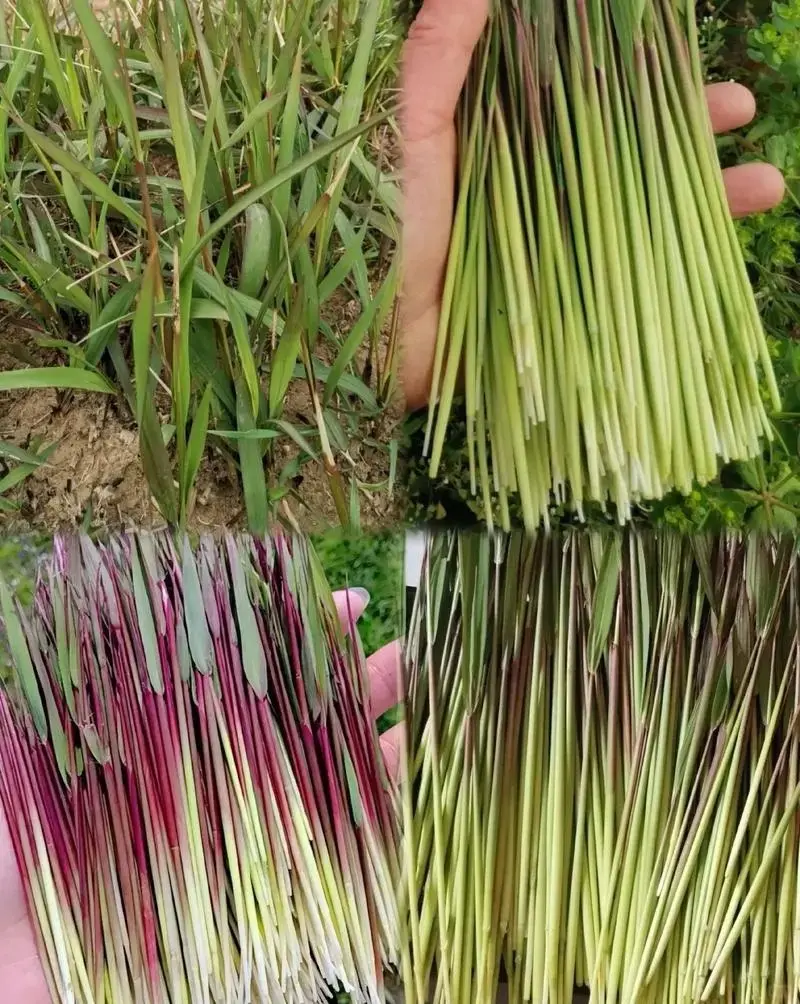 茅草根（示意圖來源：小紅書網友）