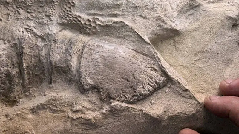 最近美國懷俄明州出土的兩具「恐龍木乃伊」，直接推翻了這個固有印象 ——6600 萬年前的鴨嘴龍，後腳竟然長著類似馬蹄的角質蹄！（來源：芝加哥大學化石實驗室）