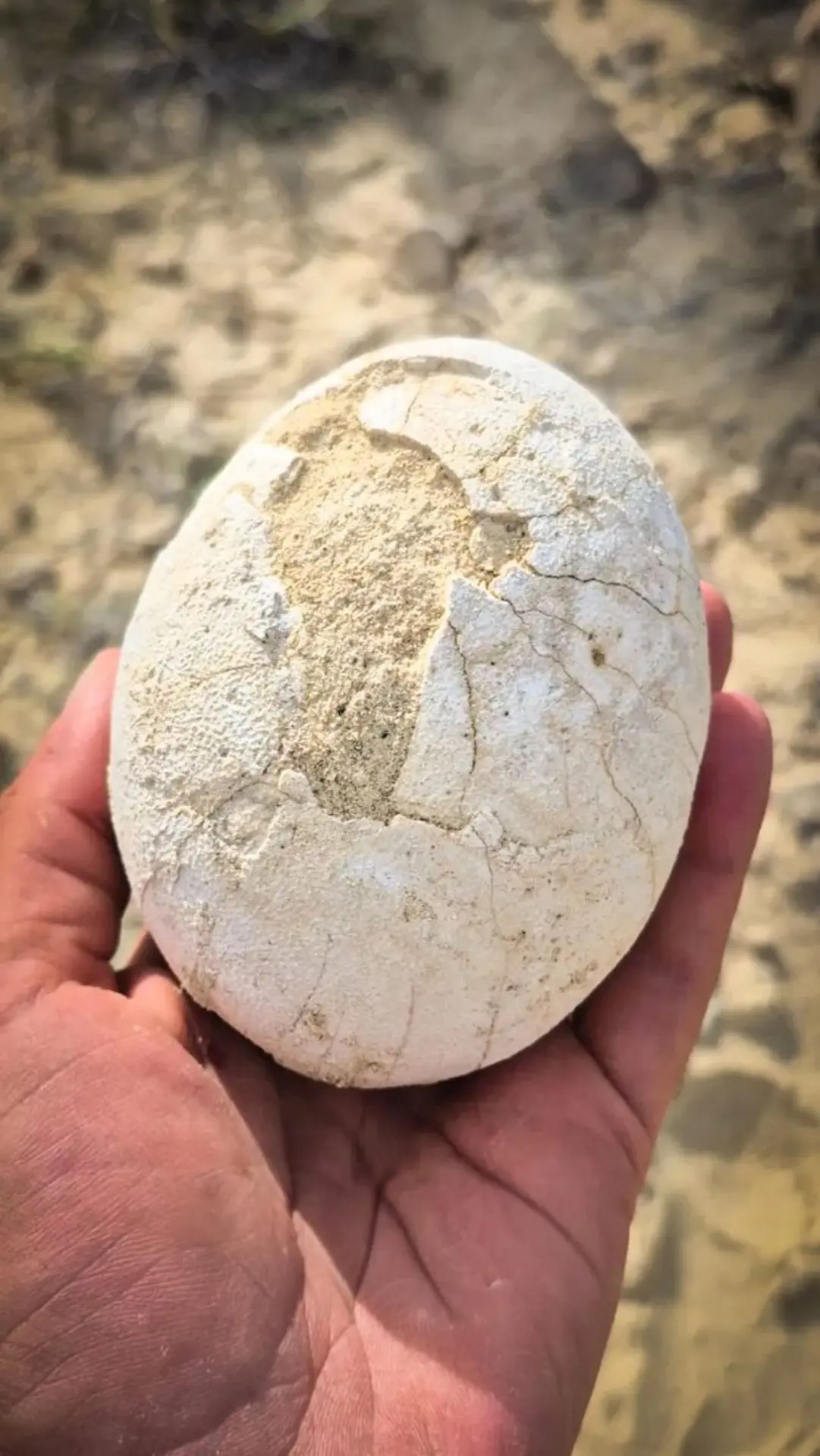 一顆7000萬年前的恐龍蛋，挖出來居然像剛從冰箱拿出的鴕鳥蛋？（來源：federico.agnolin@IG）