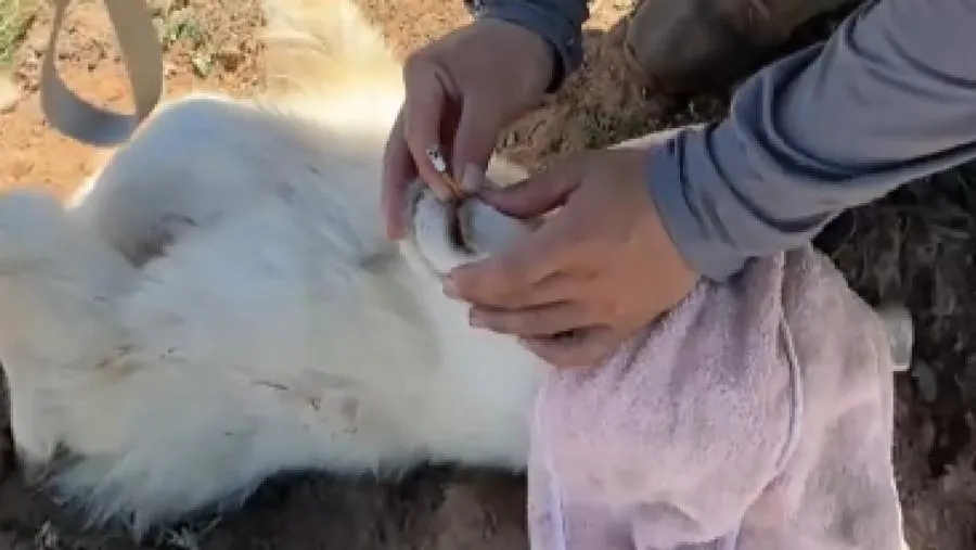 腎臟移位不用看獸醫?內蒙古小羊靠沙土和香菸就能好?的封面圖片