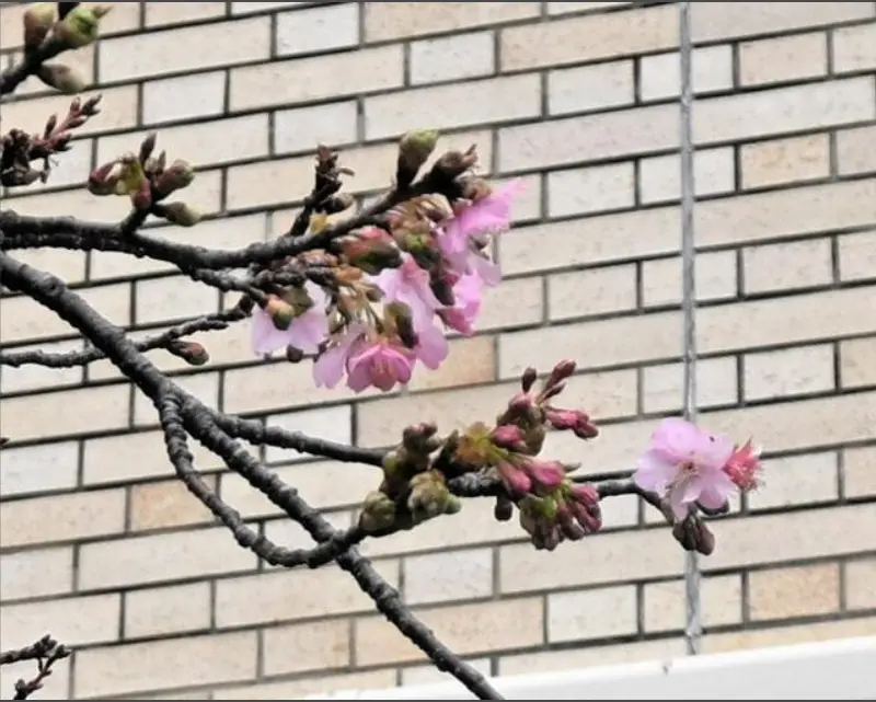 日本列島遭強烈寒流籠罩時，千葉縣鋸南町的「賴朝櫻」（河津櫻標準木）提前8天官宣開花。（來源：朝日新聞）