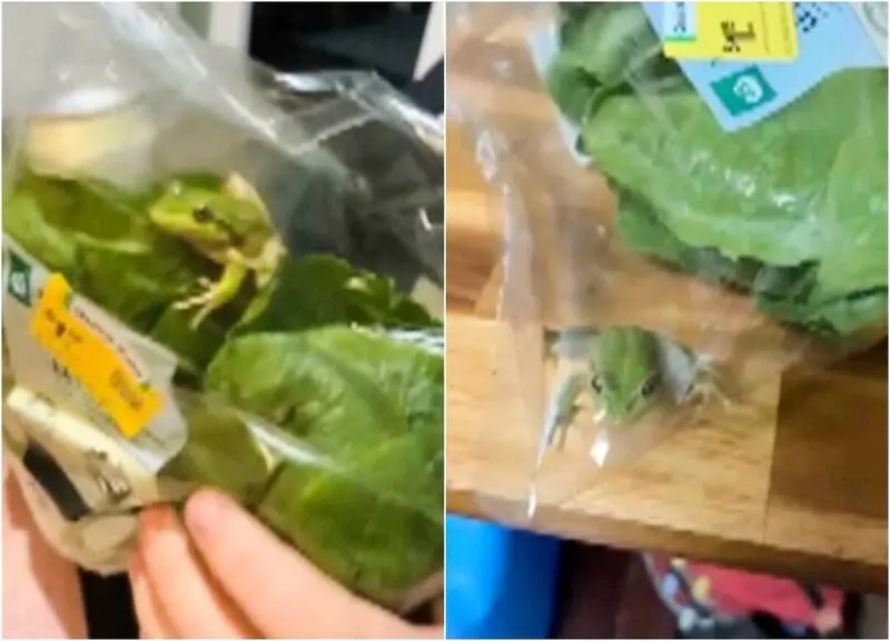 澳洲男子史莫克（Rhys Smoker）於沃爾沃斯（Woolworths）超市購買生菜，打開後發現內藏一隻活青蛙。眾人將其命名放生，該超市隨即致歉調查，文中也附上蔬菜清潔實用技巧。（來源：AP@X）