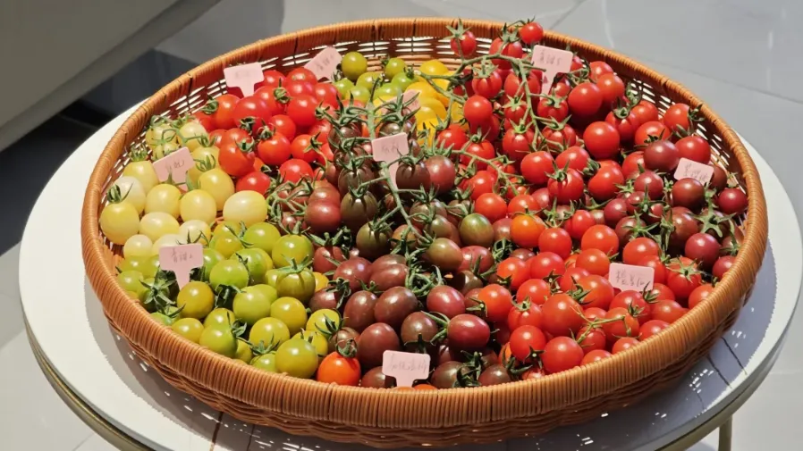 紅黃綠小番茄差在哪？原來和西紅柿是一家人？的封面圖片