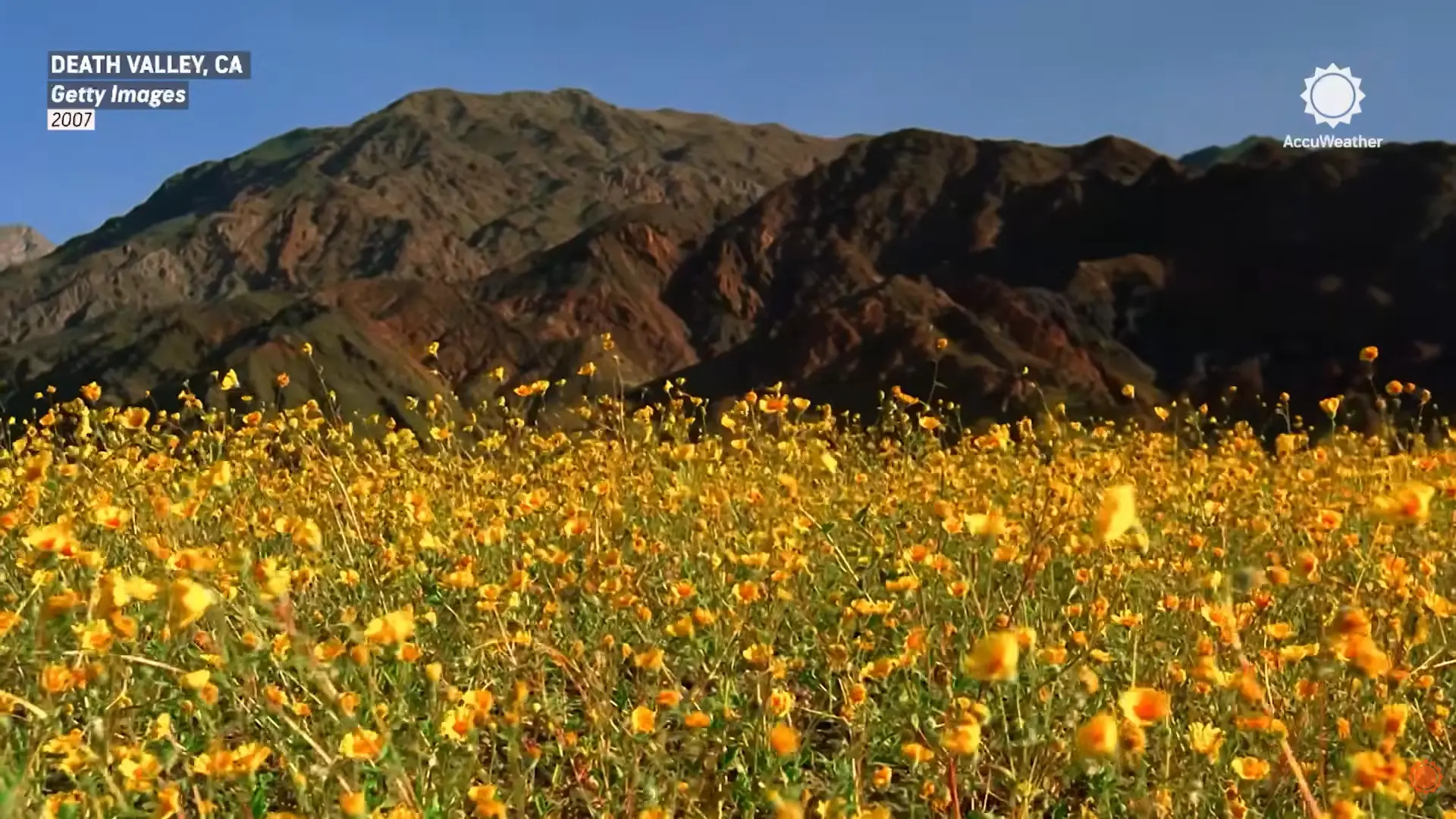 北美最乾燥的加州死谷（Death Valley National Park）迎來十年一遇的野花盛開，棕褐色沙漠被金色花毯覆蓋，沙漠金花為主、各色野花點綴，因半年持續降雨催生，賞花需抓緊時機。（來源：AccuWeather@YouTube）