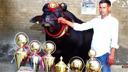 蘇丹（Sultan）和它的獎杯。（來源：網絡）