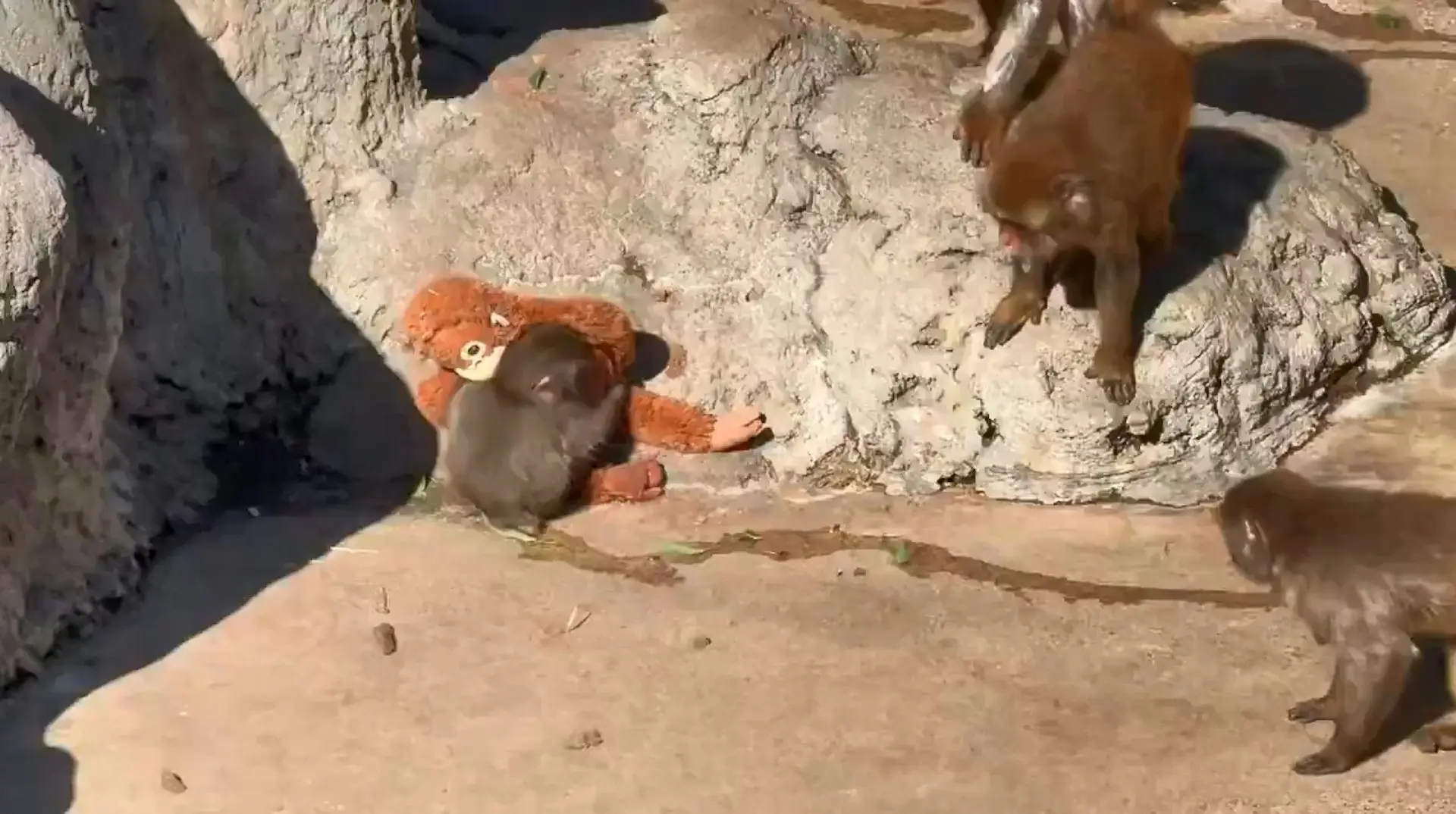 日本最紅小獼猴Panchi！擠爆市川動物園，網紅砸近200萬都買不走？（來源：TheInsiderPaper@X）
