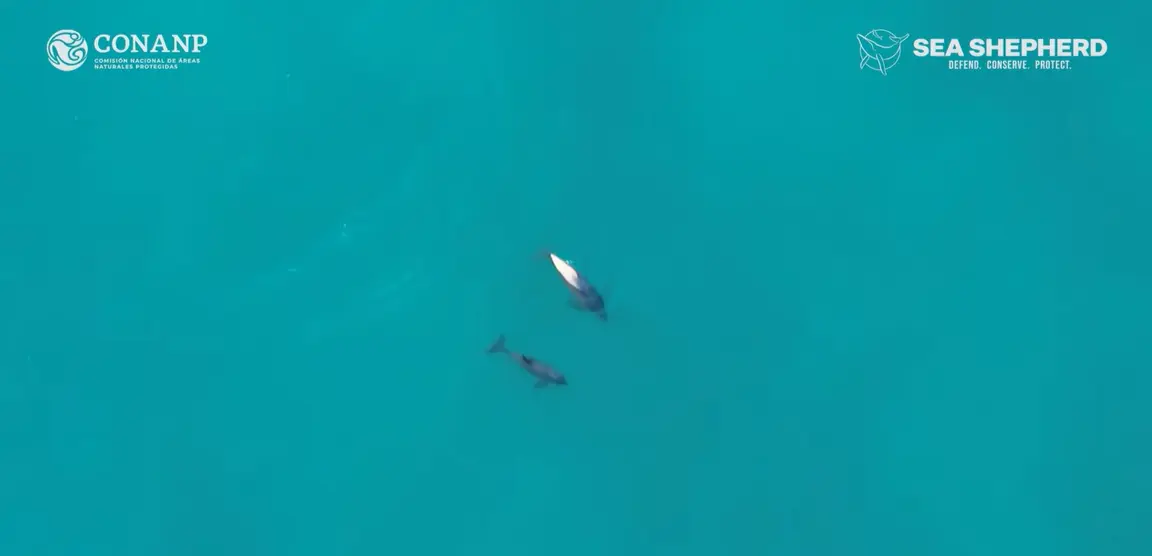 曾被國際捕鯨委員會發布首個滅絕警報的小頭鼠海豚（vaquita），經墨西哥團隊聯合調查，在加利福尼亞灣觀測到7至10隻個體及1至2隻新生幼豚，為保育帶來希望。（來源： IFLScience@YouTube）