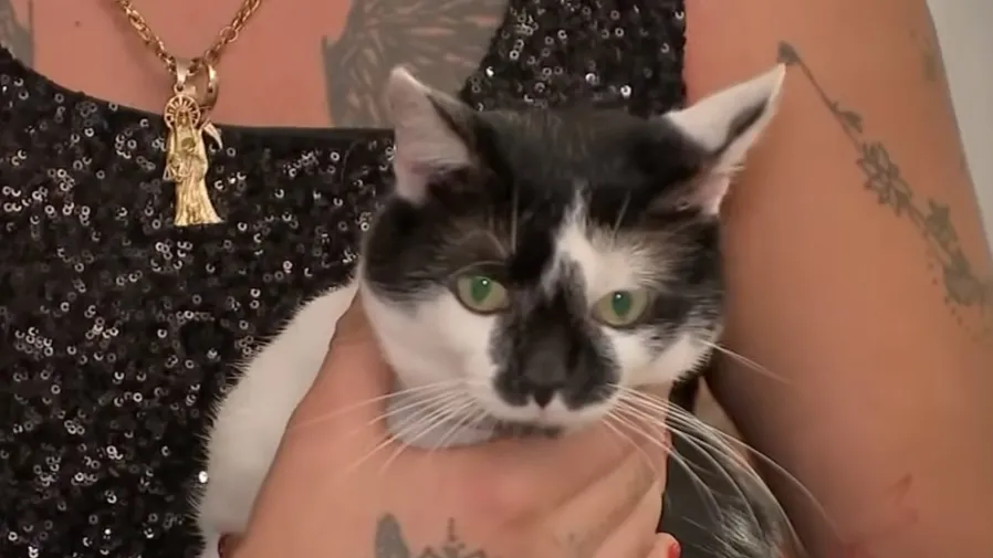 小貓咪竟敵兩持槍惡賊？美國女子遇劫全靠愛貓挺身護主！的封面圖片