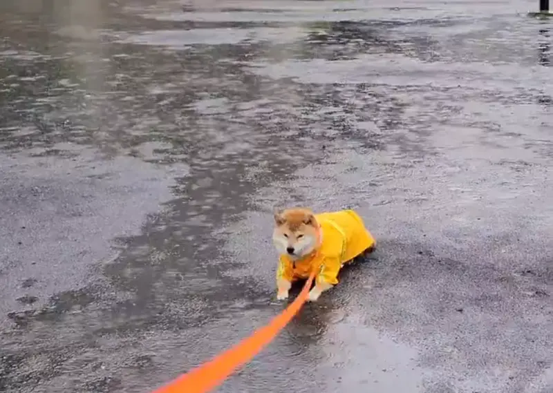 日本一名飼主暴雨天不拗執拗的豆柴，幫愛犬穿雨衣出門散步，未料狗狗直接趴進水坑不願起身，淡定對抗大雨，一人一狗的趣味對峙畫面，笑翻數百萬網友。（來源：Shibamugi28@X）