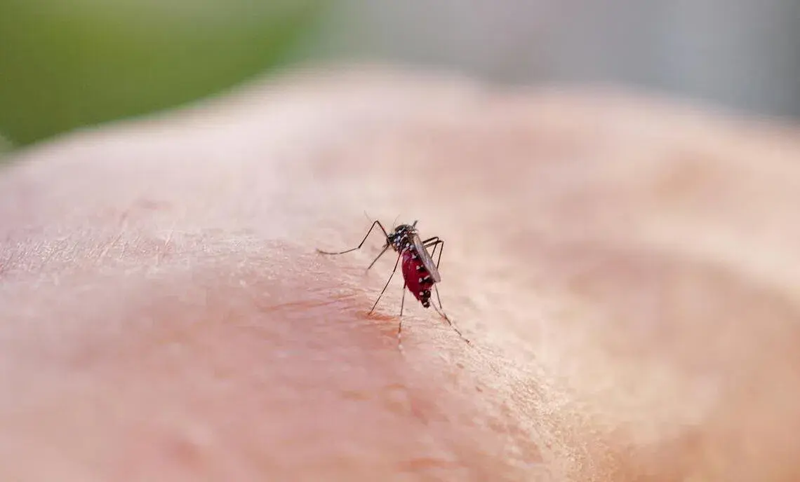 回顧本港今年基孔肯雅熱疫情，截至 11 月 3 日，累計錄得 54 宗確診個案，當中 52 宗為輸入個案，3 宗為本地個案（含今次青衣個案）。(圖：網絡翻攝)