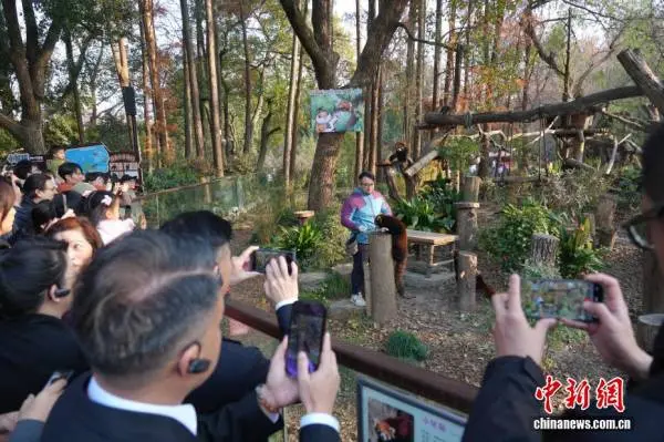資料圖：2025年12月28日，「2025上海台北城市論壇」在上海舉辦。當日，台北市代表團來到上海動物園進行參訪。台北市副市長林奕華接受媒體採訪時表示，上海將送出兩只小熊貓到台北動物園，台北則將向上海贈送一對黑腳企鵝。此次交流的兩種動物都屬於瀕危動物，進行交換是為了避免基因窄化，也是兩市在動物保育工作上的重要交流。中新社