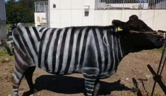 日本 NARO 研究團隊發現，給牛塗上斑馬般黑白條紋，可有效減少吸血昆蟲叮咬，獲 2025 年搞笑諾貝爾生物學獎。（來源：網絡）