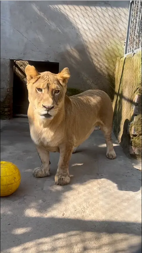 被同類排擠也不怕，中國徐州這頭「獅中柯基」靠反差萌征服網友！（視頻截圖來源：回收小狗@小紅書）